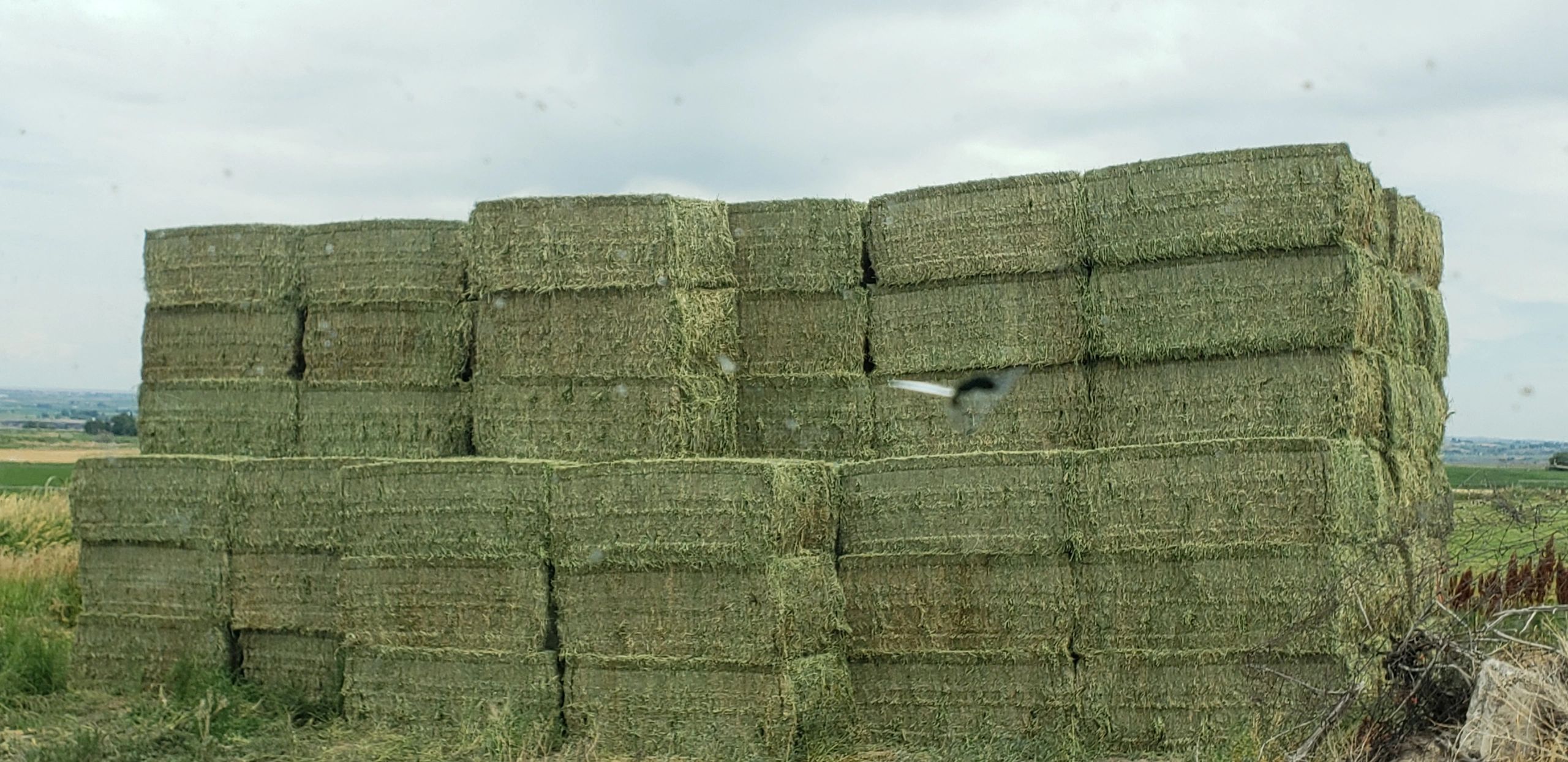 Friesenhay Alfalfa Hay, Buy Alfalfa Hay, Hay, Alfalfa Hay