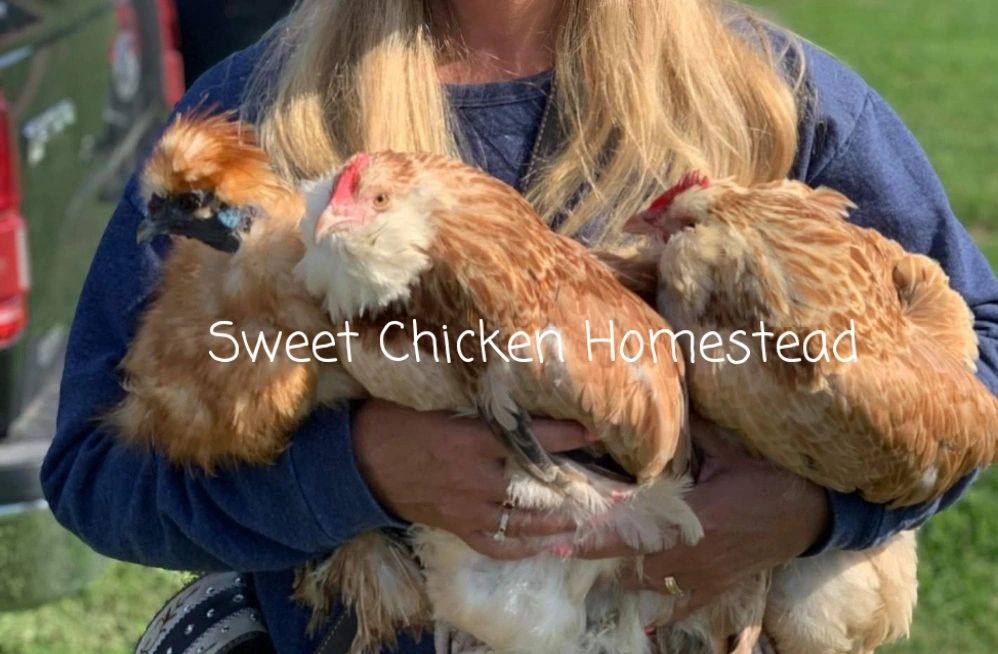 Salmon Faverolle Hatching Eggs