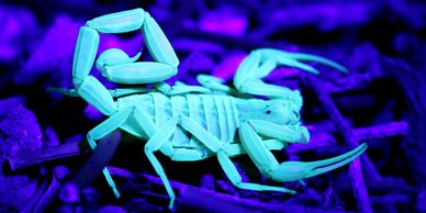 Scorpion in black light