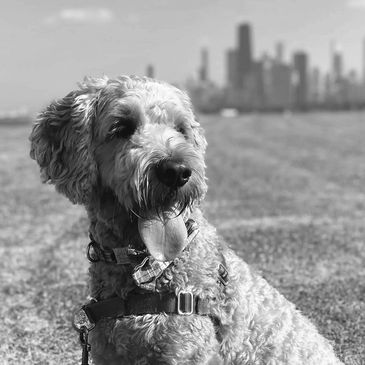 A goldendoodle dog sits in front of the Chicago skyline