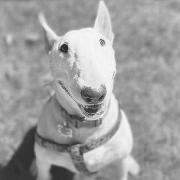 A bull terrier is looking up after dog training graduation