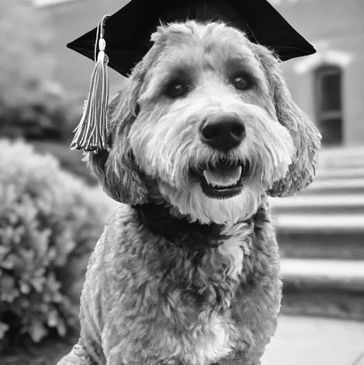 Dog graduating training at Dog Dayz Training