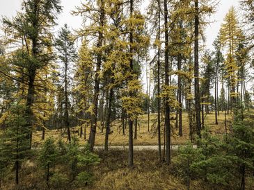 Golden Tamaracks