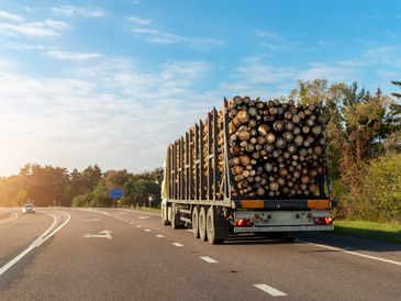 Long heavy industrial wood carrier cargo vessel truck trailer with big timber pine