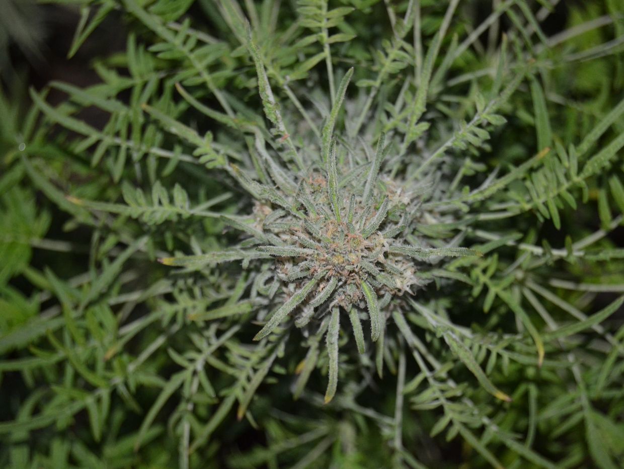 Above shot of Freakshow Cannabis freakshow strain