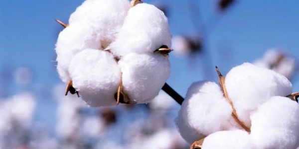 Mefe Fabric Textile uses %100 COTTON 
 COTTON/ ELASTANE 
COTTON/MODAL/ELASTAN
COTTON/POLYESTER


