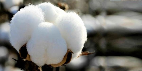 Mefe Fabric Textile uses 
%100 ORGANIC COTTON
ORGANIC COTTON MIX
ORGANIC COTTON / ELASTANE