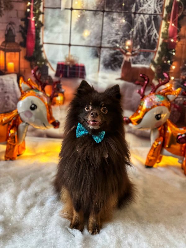 Brown Pomeranian smiling for a photo in a Christmas setting. 