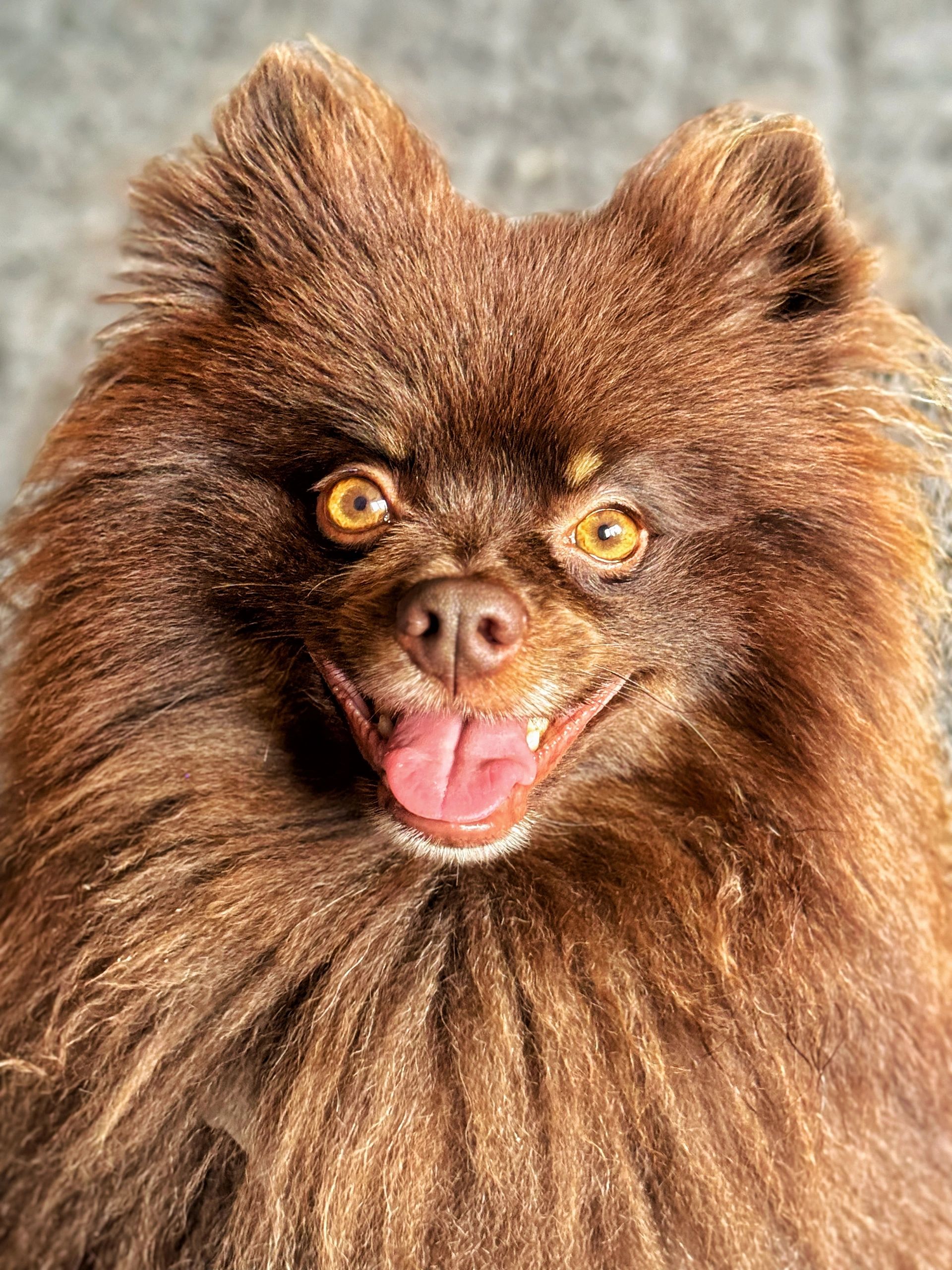 Close-up of a happy brown dog with bright eyes.