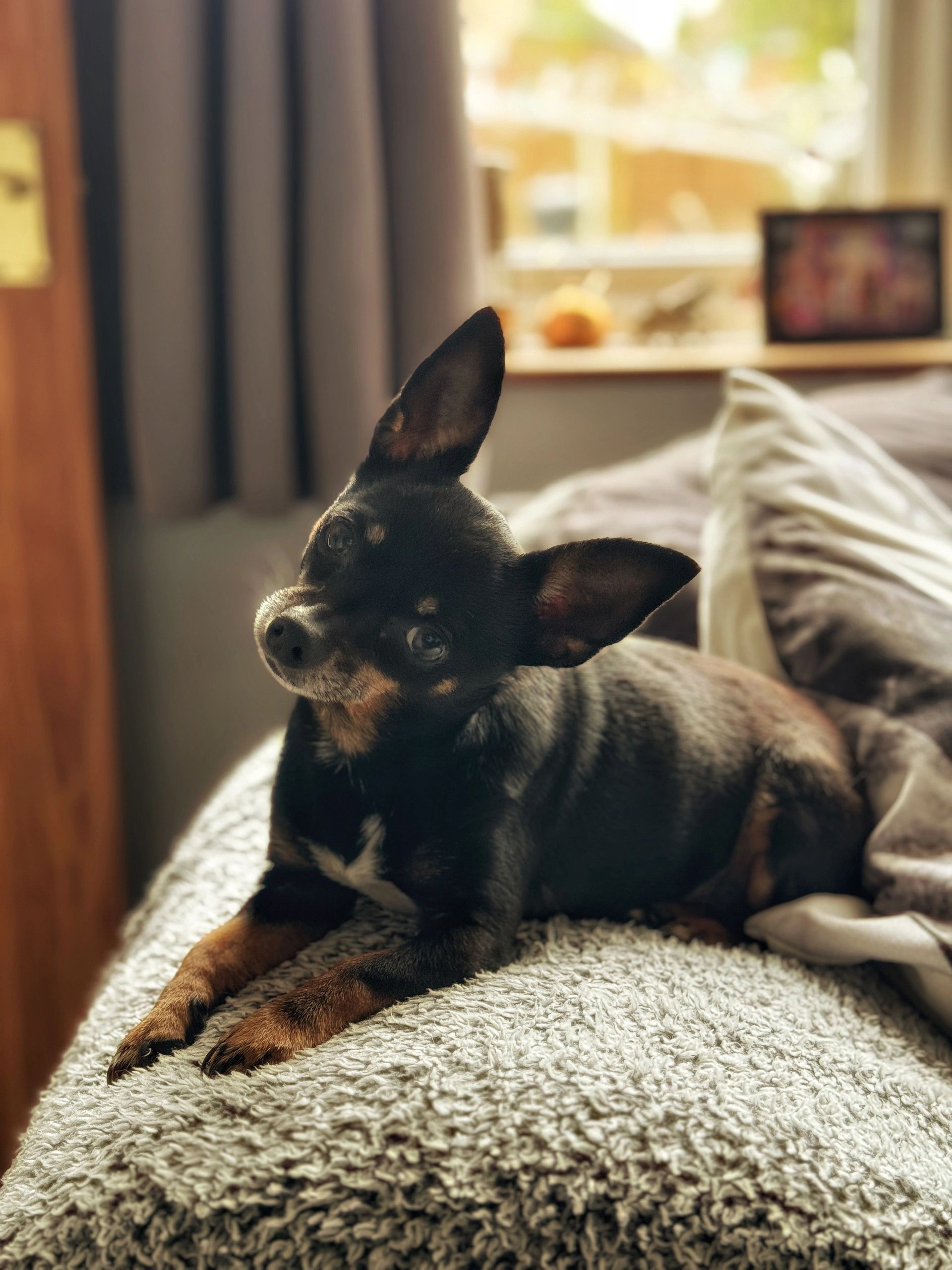 Cute dog tilting its head on a cozy bed.