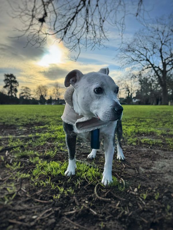 A Staffordshire bull terrier wearing a coat visiting a park with the sun peeping behind the clouds 