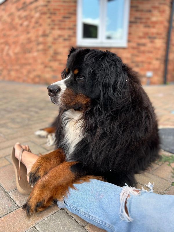 Bernese Mountain Dog resting paws on a person's leg outdoors.