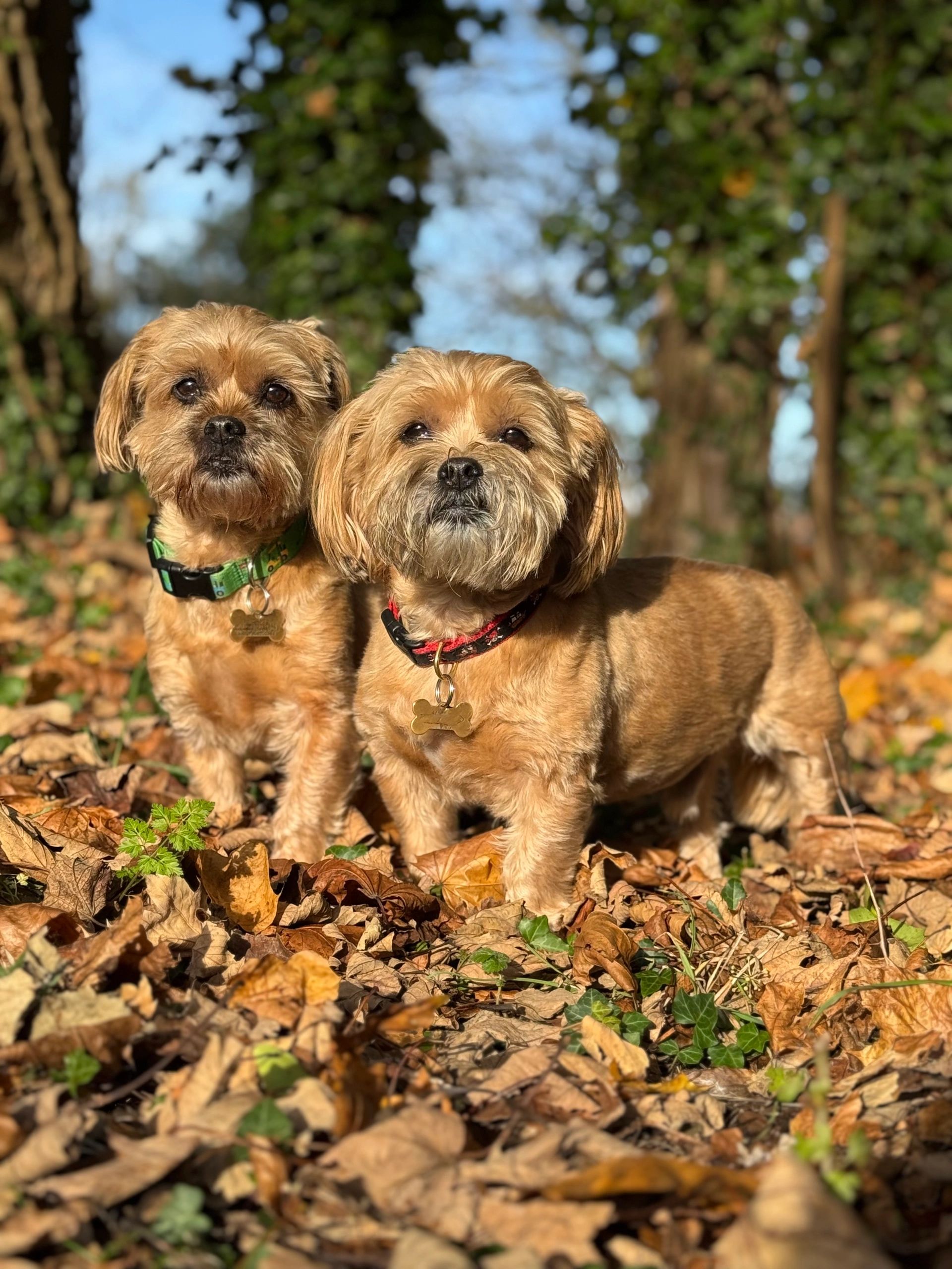 Two small dogs standing on dry leaves in a forest.