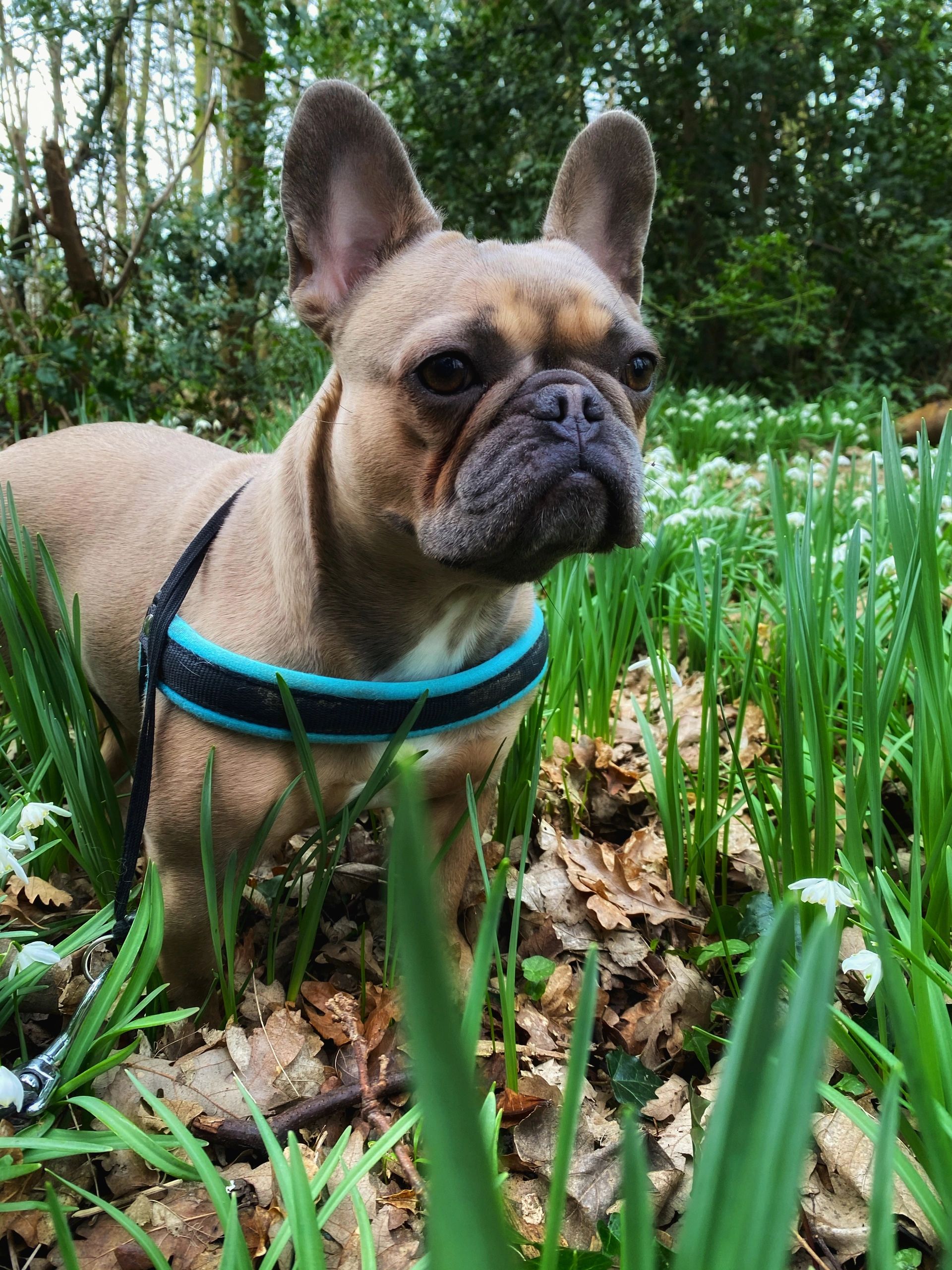 A close-up of a French bulldog in the forest.