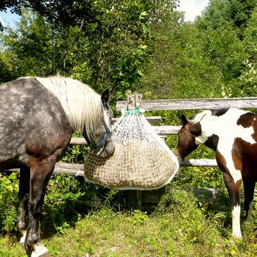 Balebuddy Com Hay Feeders Equestrian Slow Feeders