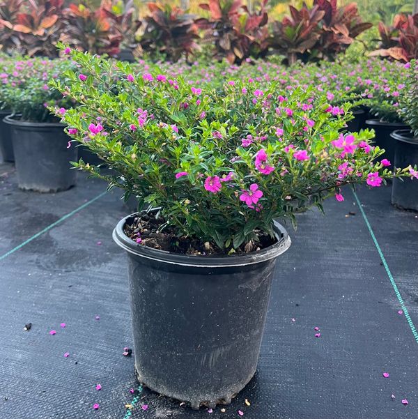 ALL GREEN LAWN & NURSERY LLC