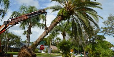 Tree Removal Service