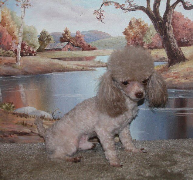 Utt’s poodles plus Puppies, I Offer Toy and Tiny Toy Poodles and