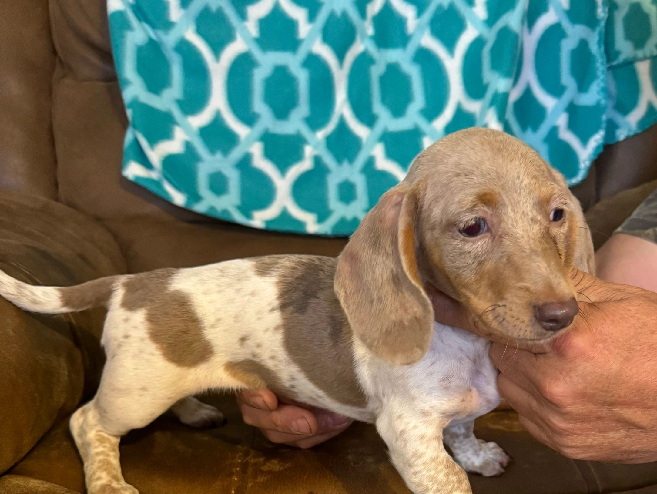 Miniature dachshund puppy 