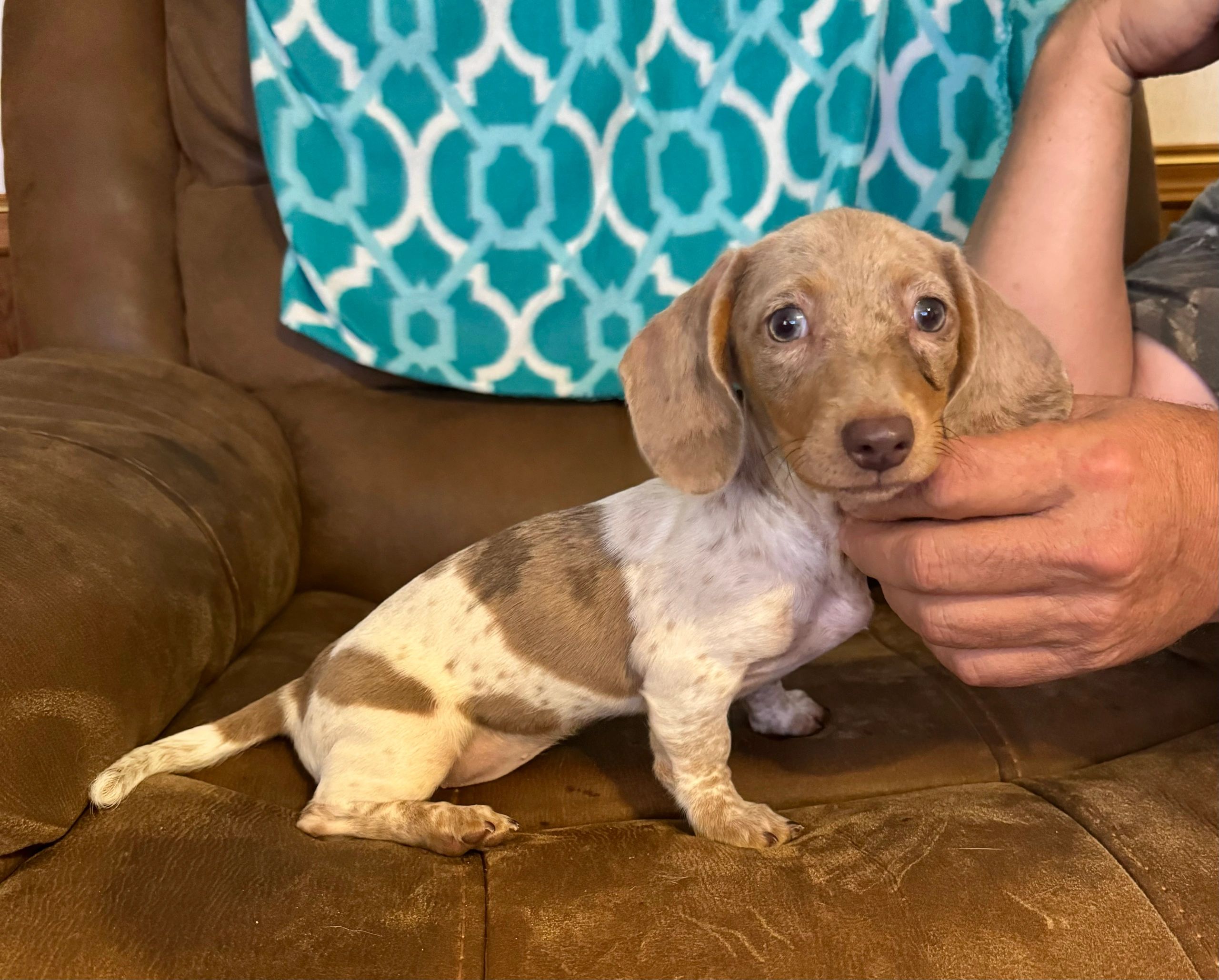 Isabella and tan dapple piebald miniature dachshund puppy