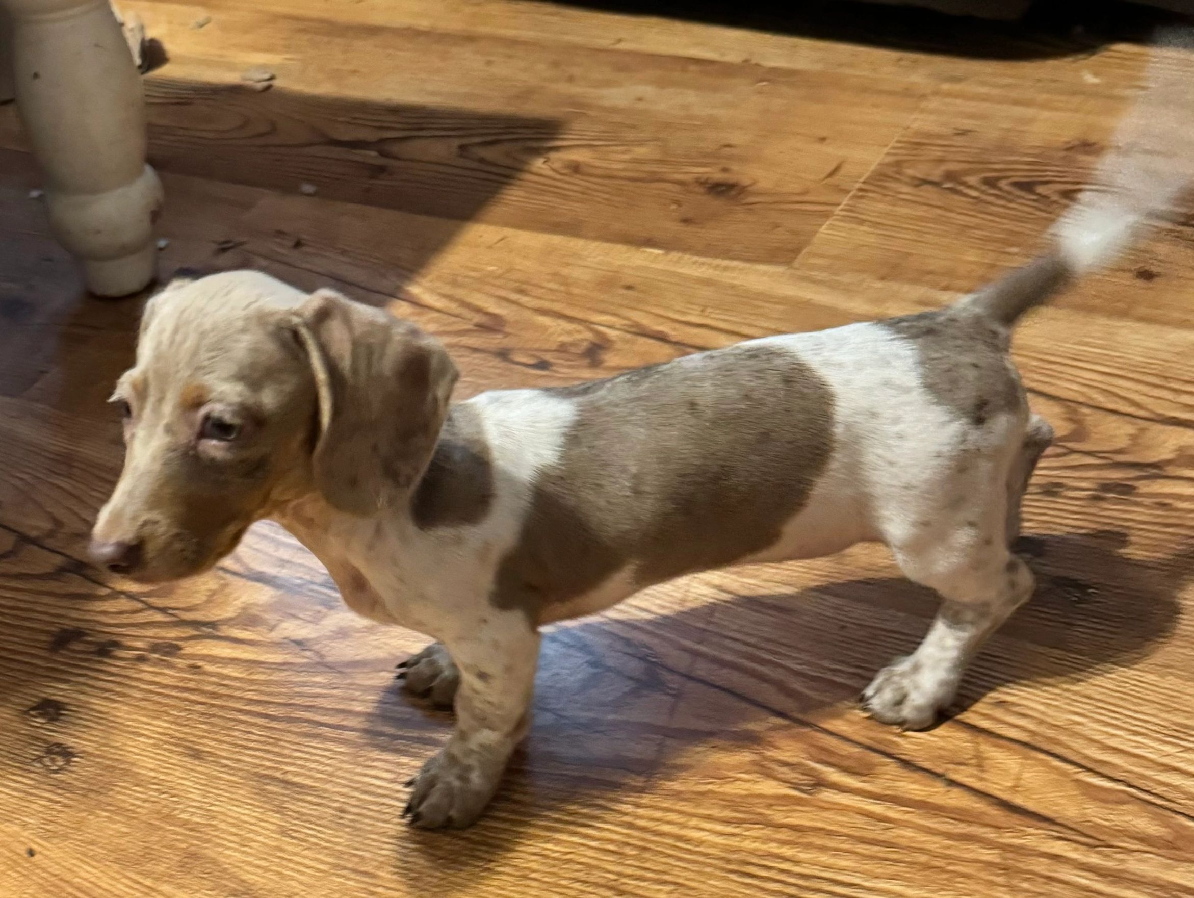 Miniature dachshund puppy 