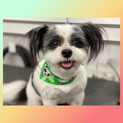 Dog Grooming, Pet Grooming, Puyallup 