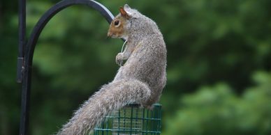 They have also learned to rock the feeders so that seeds would fall out. 
Cleaver little squirrls.