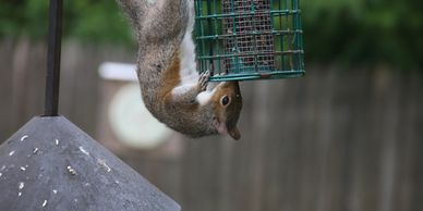 When they were babies, their mom taught them to  get food from seeds that fell on the ground. 