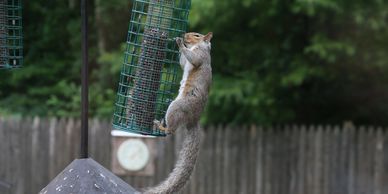 They have learned to get seeds form the  " "squirrl proof feeders. 