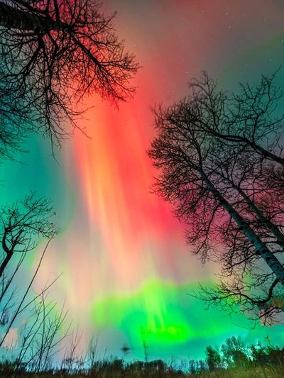 Vivid northern lights with silhouetted trees.