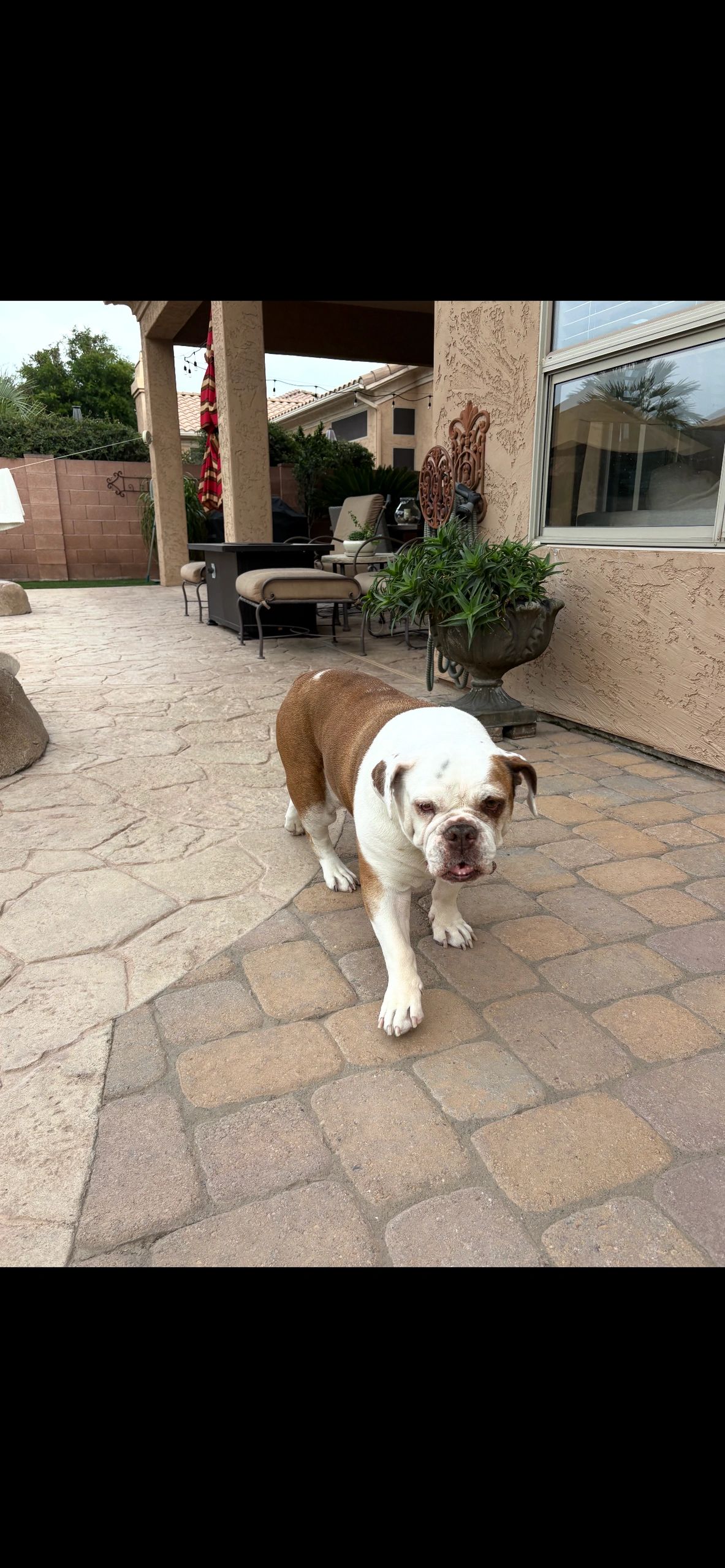 Bulldog walking on a stone patio.