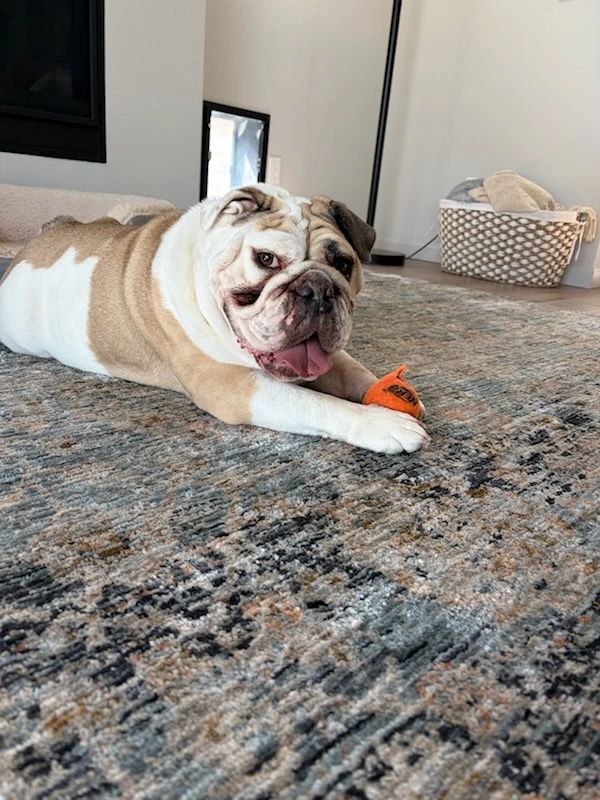 Bulldog lying on a rug with an orange toy.