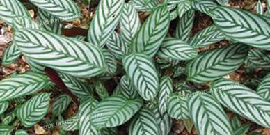 Maranta-variegada