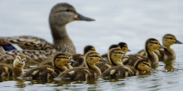 Delta Waterfowl - Backwater Chapter - Magnolia Arkansas