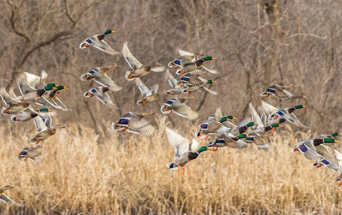 Twin Cities Delta Waterfowl