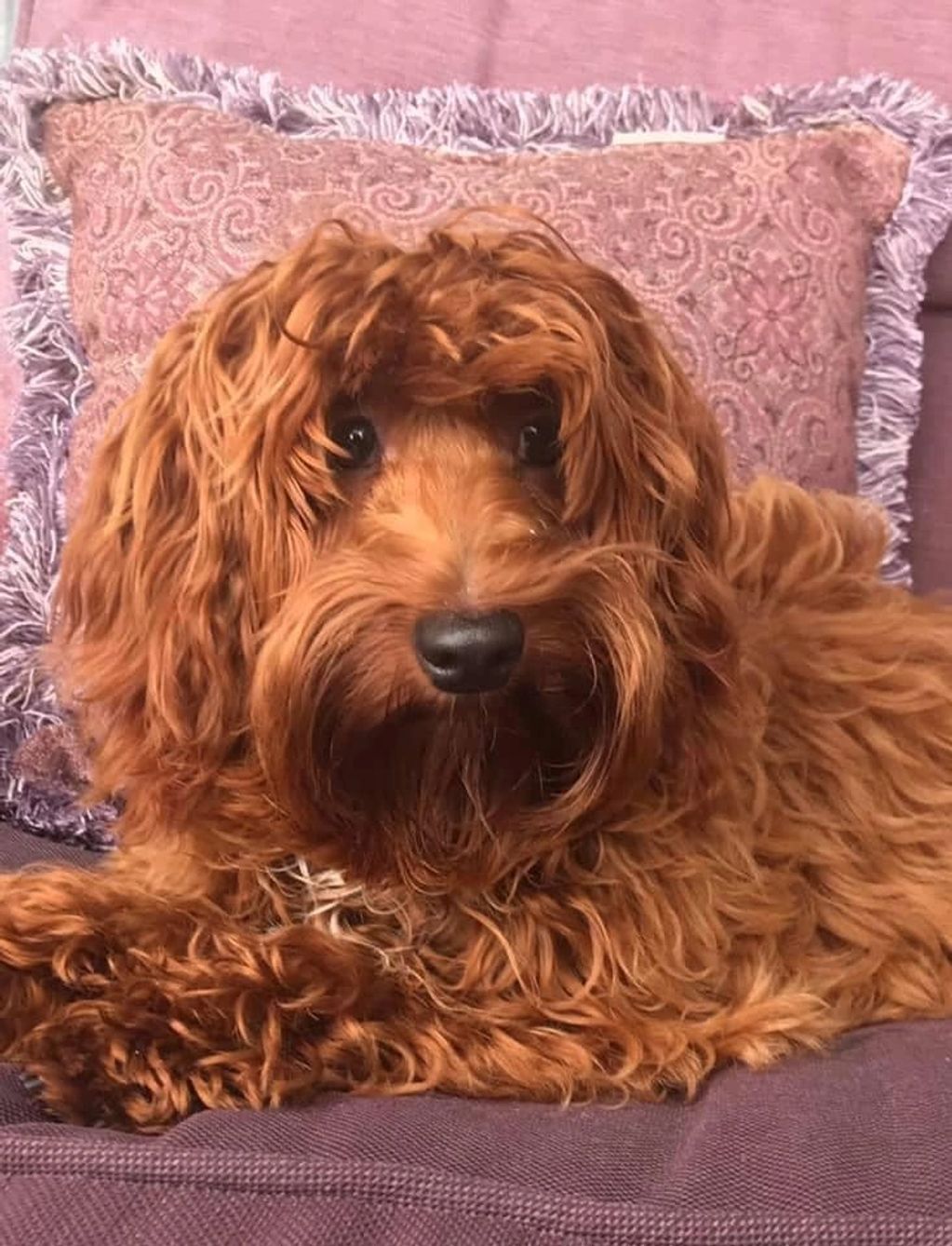 Maltipoo Puppies for Sale Maltipoopuppies