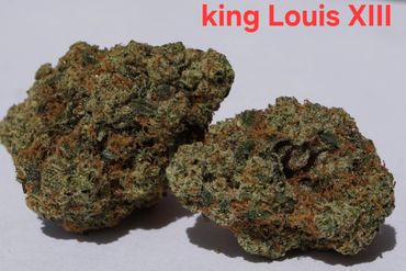 Close-up of King Louis XIII cannabis buds with orange hairs and dense trichomes.