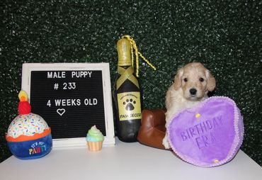 Male puppy birthday photo setup.