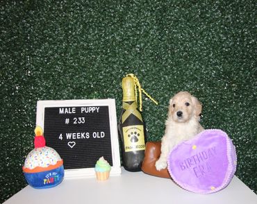 Male puppy, 4 weeks old with birthday props.