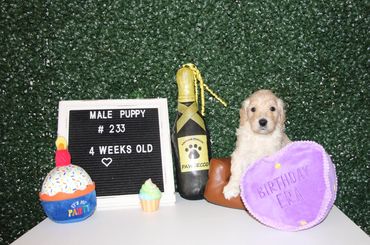 A 4-week-old male puppy with birthday items.