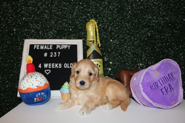 Four-week-old female puppy with birthday decorations.