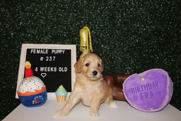 Cute 4-week-old female puppy with birthday toys.
