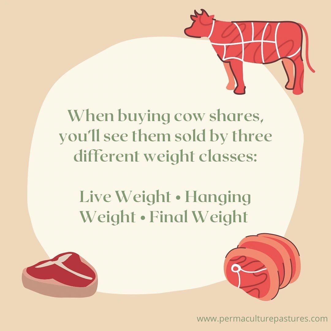 Hanging Weight vs Final Weight Cow Shares