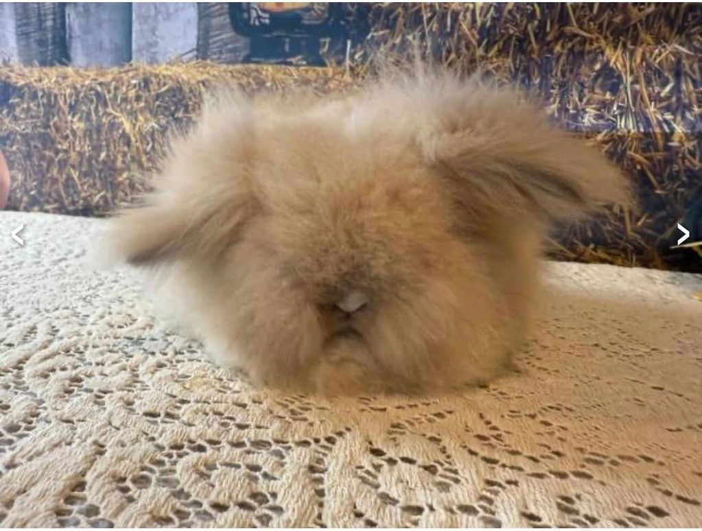 CARROT
