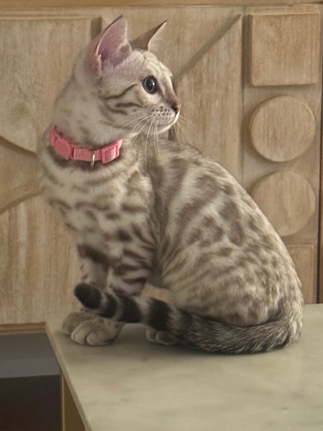 A spotted cat with a pink collar sitting sideways.