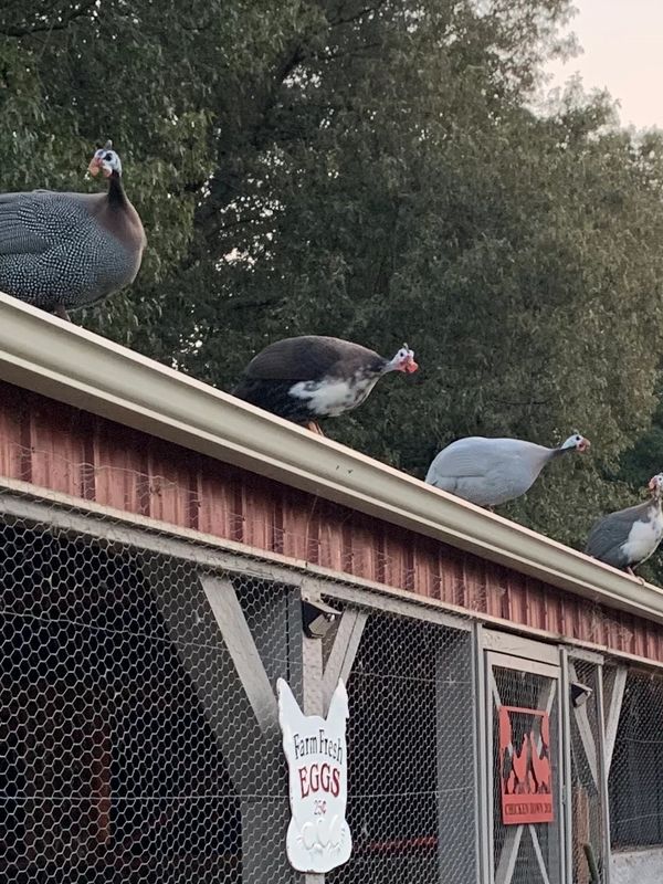 4 Guinea fowl perch on a red barn with a sign reading "farm fresh eggs".