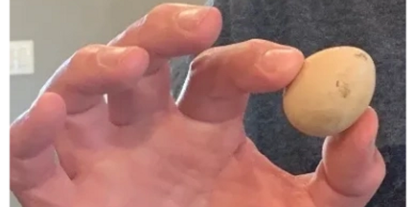 A man's hand holding a small tan chicken egg.