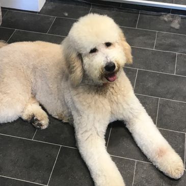Fluffy cream-colored dog lying on black tiled floor.