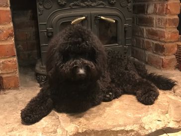 Black fluffy dog lying in front of a fireplace.
