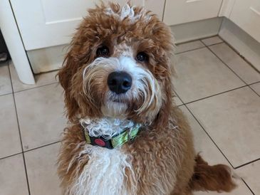 Fluffy brown and white dog sitting on tile floor.